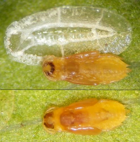 Réf. 180 117 : Protopulvinaria pyriformis